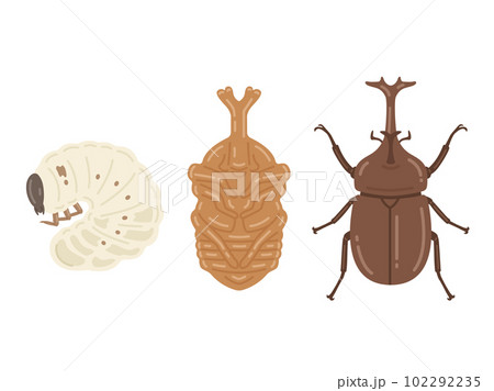 カブトムシの成長（幼虫・蛹・成虫）のイラスト 102292235