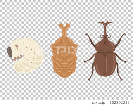 カブトムシの成長（幼虫・蛹・成虫）のイラスト 102292235