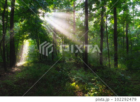 Early morning in the spring forest, the morning sun breaks through the light fog 102292479