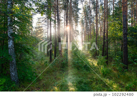 Early morning in the spring forest, the morning sun breaks through the light fog 102292480