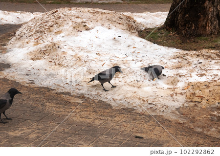 Grey crow on the dirty snow closeup 102292862
