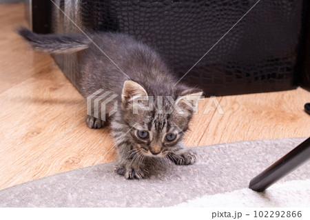 Sad fluffy grey kitten close up portrait 102292866