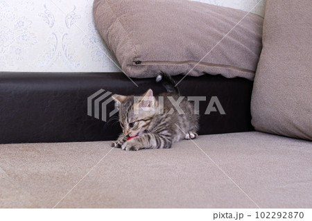 Little Grey Kitten Playing with Toy Mouse 102292870