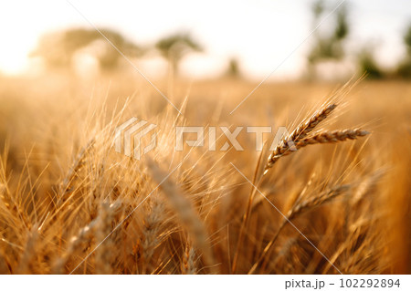 Sunset wheat golden field in the evening. Growth nature harvest. Agriculture farm. 102292894