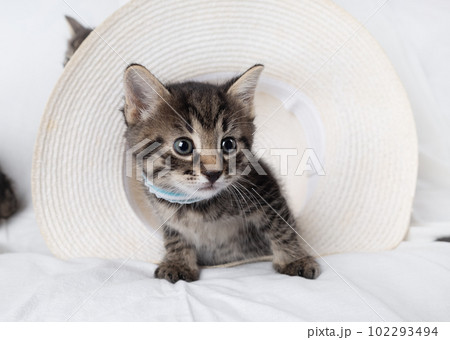 Curious tabby kitten 102293494