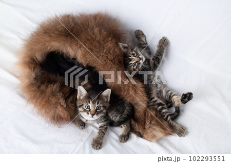 Curious tabby kittens 102293551