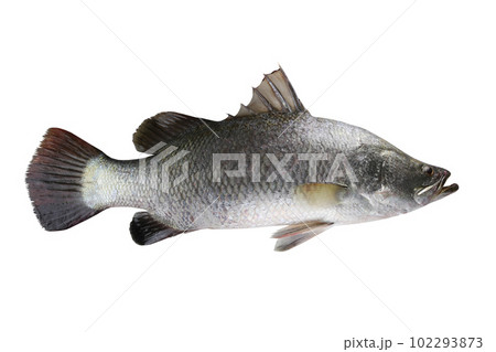 Barramundi fish or white sea bass isolated on white background. 102293873