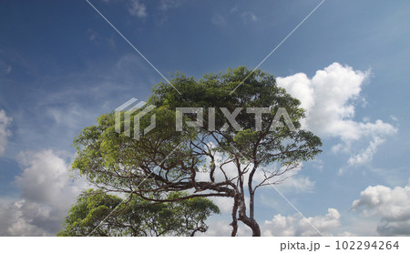Bright green trees in the forest. Bright green trees in the forest. 102294264