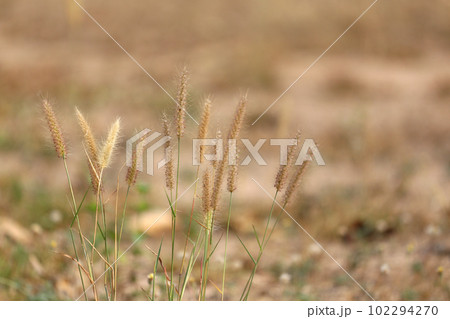 Blooming grass and the evening light of the sunset. Blooming grass and the evening light of the sunset. 102294270