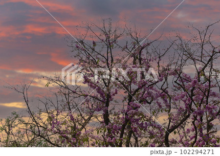 Tabaak flowers of Lagerstroemia floribunda Jack tree are blooming in the summer of every year in Thailand. Tabaak flowers of Lagerstroemia floribunda Jack tree are blooming in the summer of every year in Thailand. 102294271