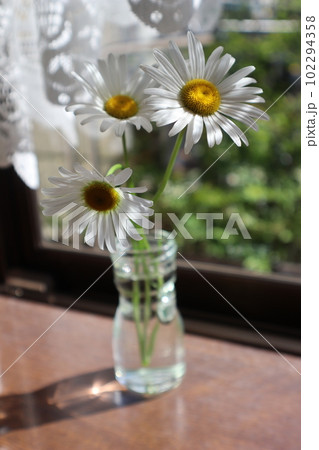 朝陽を浴びる窓辺のマーガレットの花 102294358