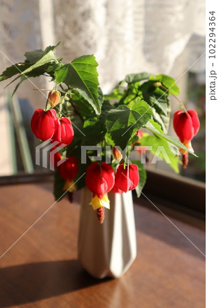 朝陽を浴びる窓辺のアブチロン・チロリアンランプの花 朝陽を浴びる窓辺のアブチロン・チロリアンランプの花 102294364