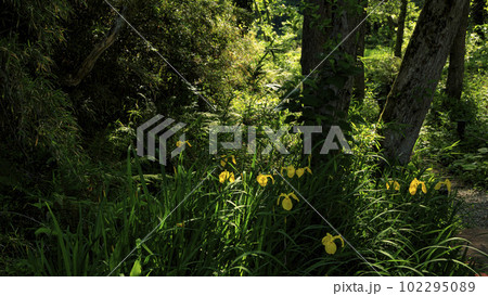 神奈川県三浦市小網代の森(春・初夏) 神奈川県三浦市小網代の森(春・初夏) 102295089