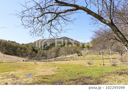 長野県諏訪郡富士見町の入笠山の入笠湿原（春） 102295099