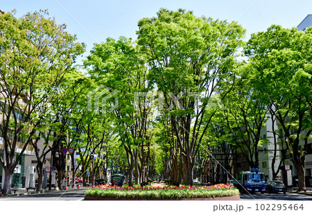 若葉萌ゆる杜の都 仙台 定禅寺通緑地と欅並木 交差点 若葉萌ゆる杜の都 仙台 定禅寺通緑地と欅並木 交差点 102295464