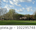 桜と公園 102295748