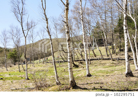 長野県諏訪郡富士見町の入笠山の入笠湿原（春） 102295751