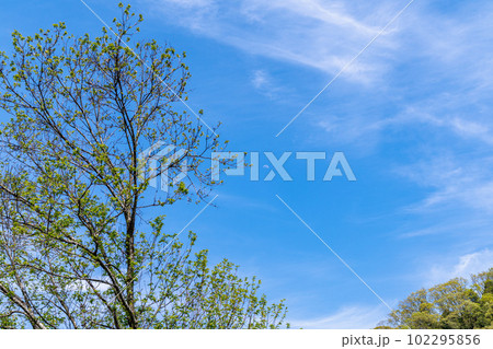 曽爾巾着山公園から見た風景　抜けるような青空を背景に立つ新緑の木 102295856
