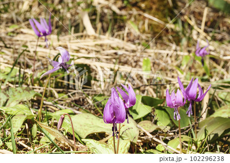 長野県諏訪郡富士見町の入笠山のカタクリの花（春） 102296238