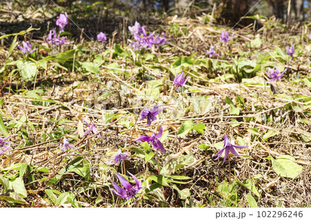 長野県諏訪郡富士見町の入笠山のカタクリの花（春） 102296246
