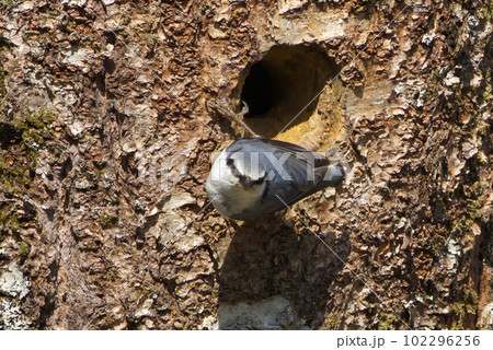 ゴジュウカラとその巣穴 ゴジュウカラとその巣穴 102296256