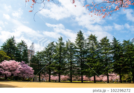 杜の都仙台の春　錦町公園のコヒカンザクラ 102296272