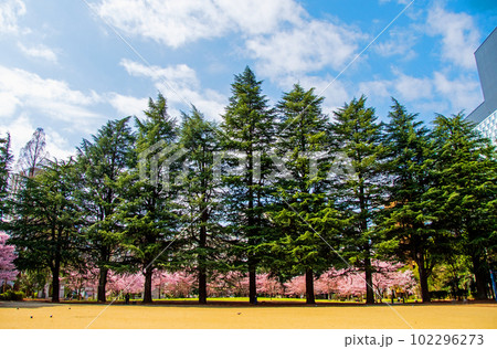 杜の都仙台の春　錦町公園のコヒカンザクラ 102296273