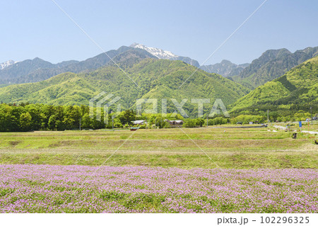 山梨県北杜市白州の春（田圃・南アルプス・レンゲソウ・冠雪） 102296325