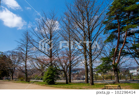 杜の都仙台の春 芽吹きを待つ西公園の銀杏 杜の都仙台の春 芽吹きを待つ西公園の銀杏 102296414