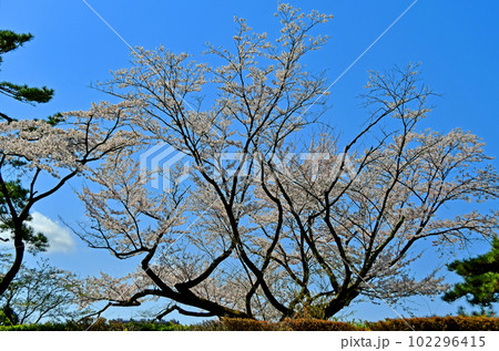 杜の都仙台の春　榴岡公園の桜 102296415