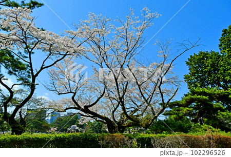 杜の都仙台の春 榴岡公園の桜 杜の都仙台の春 榴岡公園の桜 102296526