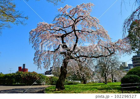 杜の都仙台の春　榴岡公園の桜 102296527