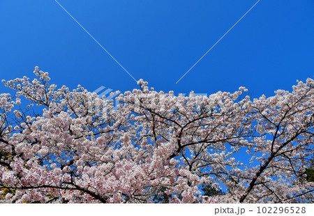 杜の都仙台の春　榴岡公園の桜 102296528