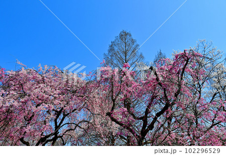 杜の都仙台の春 榴岡公園の枝垂れ桜 杜の都仙台の春 榴岡公園の枝垂れ桜 102296529