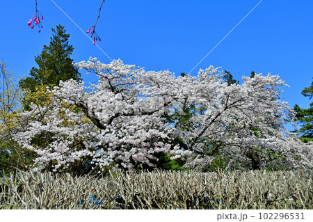 杜の都仙台の春　榴岡公園の桜 102296531