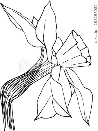 Vector illustration of a narcissus flower in ink graphics. Graphic elements of a daffodil bud and leaves in different positions. Clipart set without background. 102297089