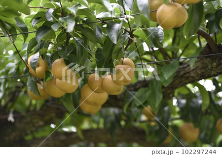 果樹園の梨 102297244