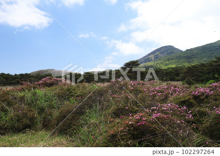 えびの高原つつじヶ丘の春の景色 102297264