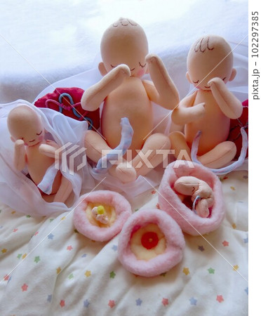 妊娠中のおなかの中の赤ちゃん人形コロン 102297385