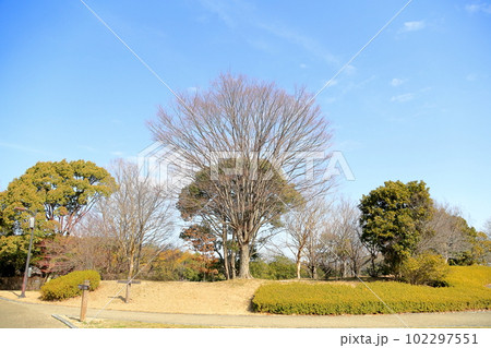 冬の公園　ケヤキの木 102297551