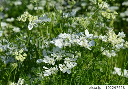 オルレア・グランディフローラ（オルラヤ） 102297628