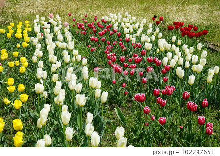 サービスエリアのチューリップ サービスエリアのチューリップ 102297651