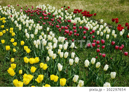 サービスエリアのチューリップ サービスエリアのチューリップ 102297654