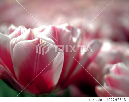 4月に咲いた赤いチューリップの花「シャンデリア」 102297848