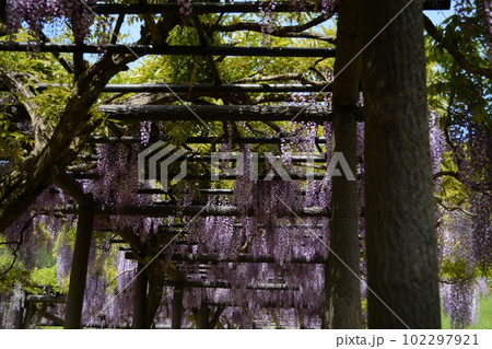 2023GW_白井大町藤公園 102297921