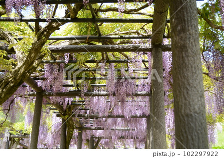 2023GW_白井大町藤公園 102297922