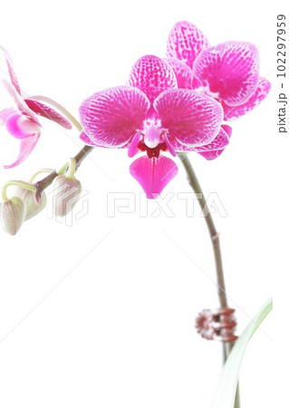 ミニ胡蝶蘭 小型の洋ラン ピンク色の花 明るい背景 ミニ胡蝶蘭 小型の洋ラン ピンク色の花 明るい背景 102297959