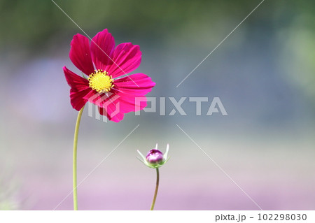 美しい背景とピンクのコスモス 102298030