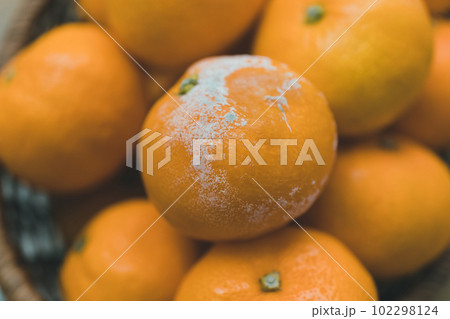 腐ったみかん 腐ったみかん 102298124