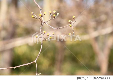 サンシュユの蕾 ふくらむ サンシュユの蕾 ふくらむ 102298344